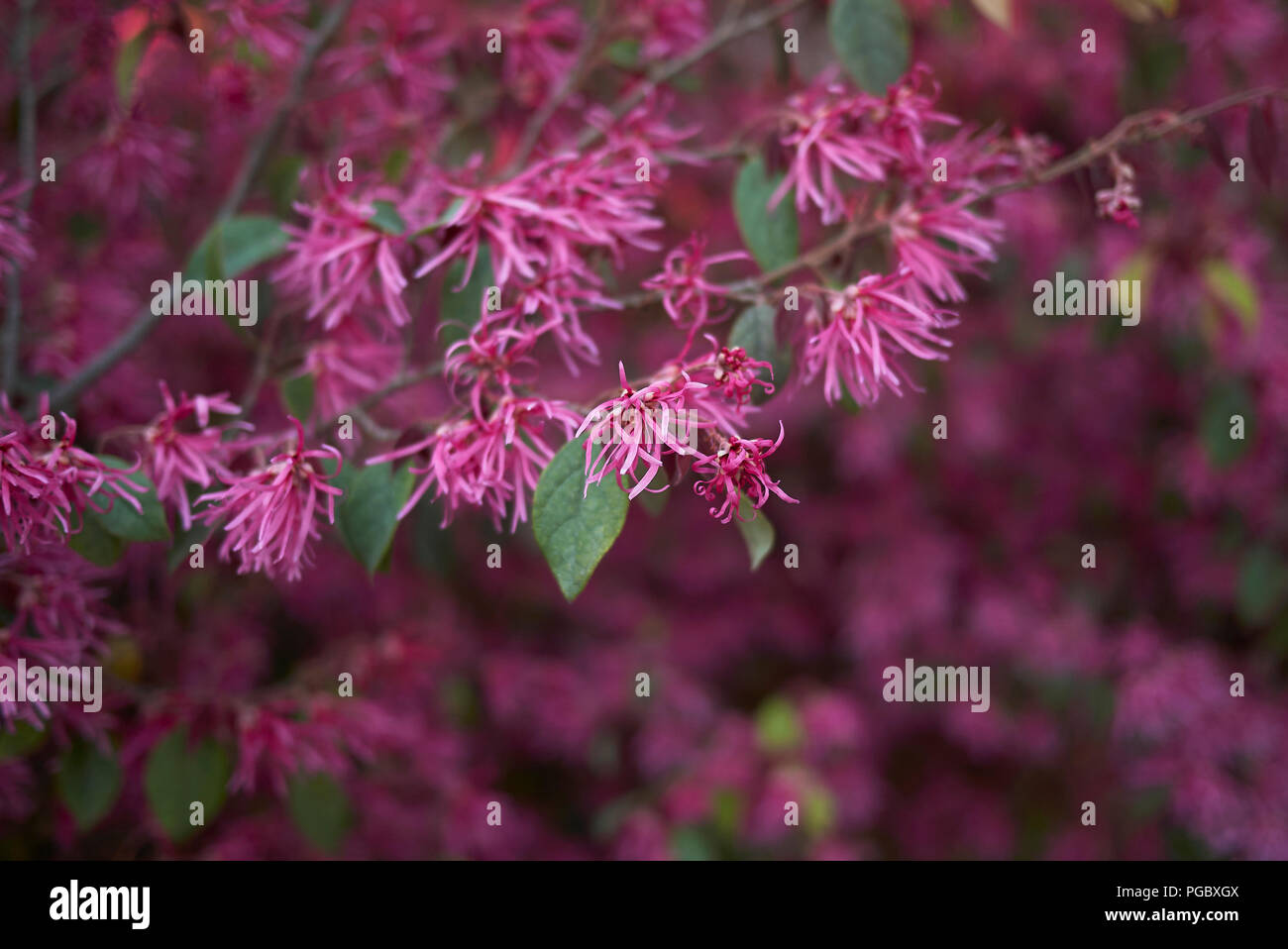43 Best Fringe Flower Shrub Images In 2020 Garden Shrubs Plants