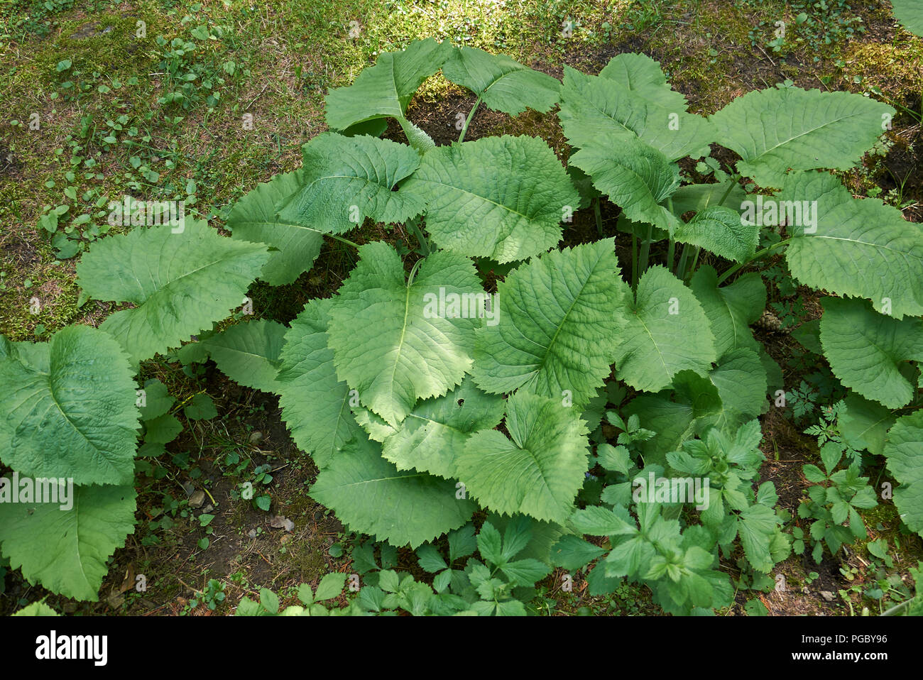 Telekia speciosa foliage Stock Photo