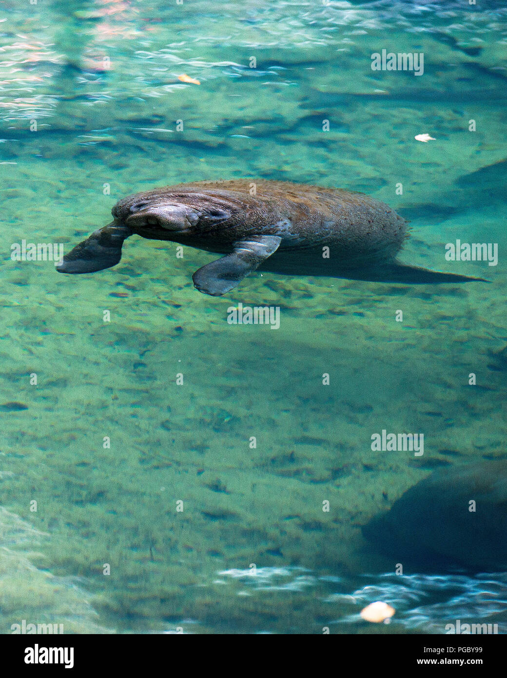Manatee enjoying the warm outflow of water from Florida river. Stock Photo