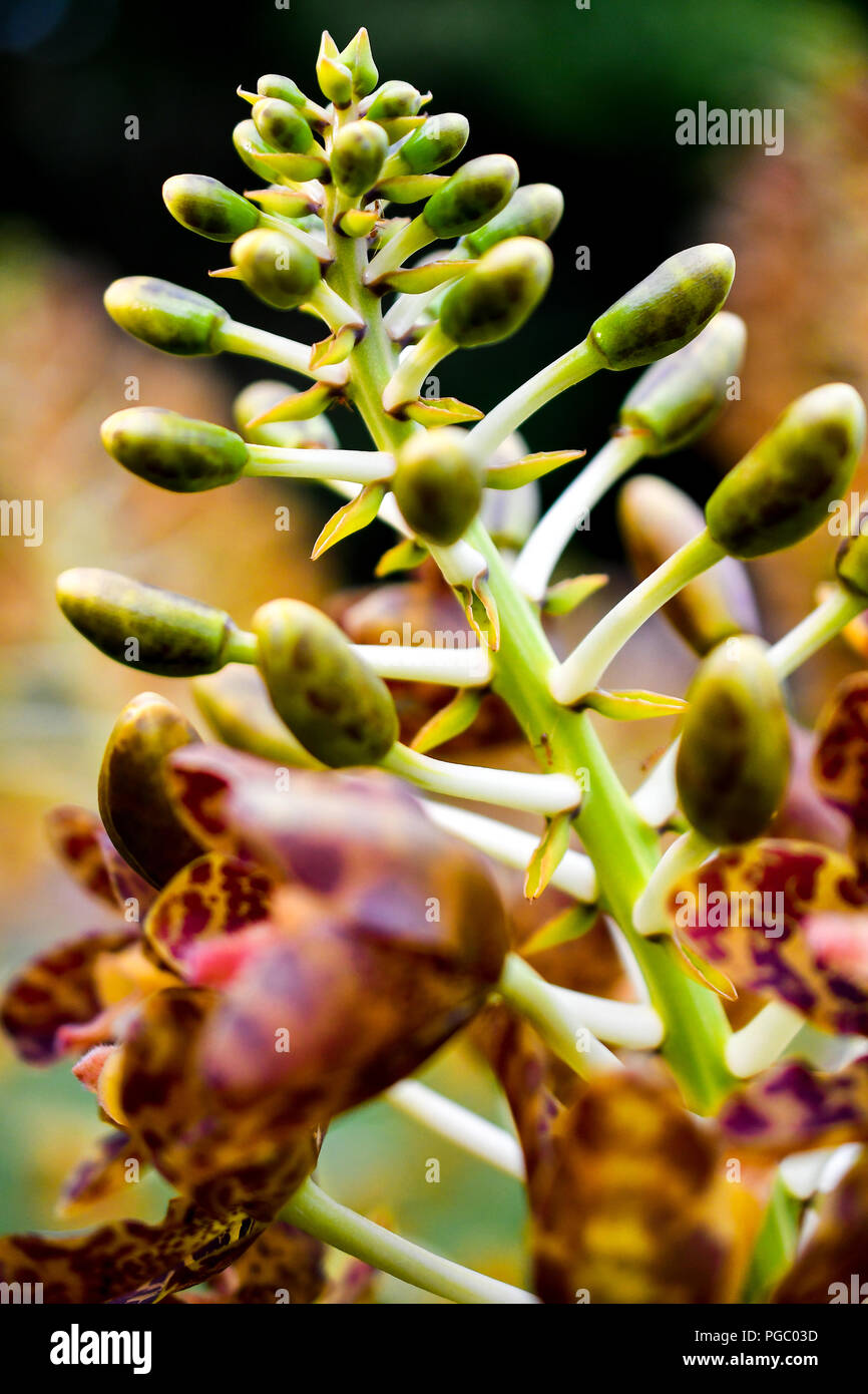 Singapore orchids species Stock Photo