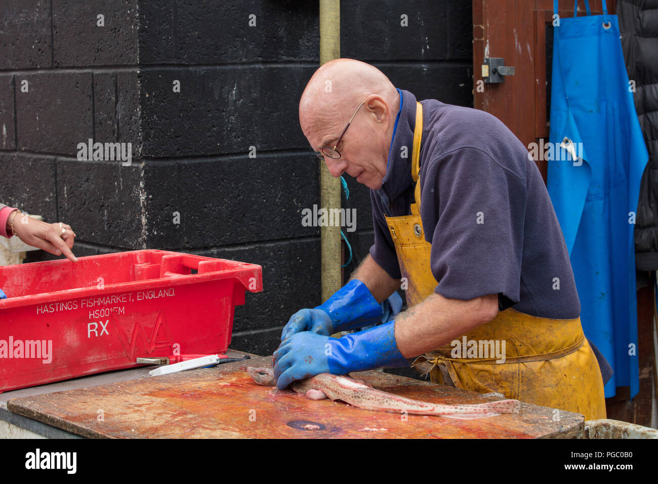 Expert, sole trader fishmonger, sells, prepares spotted cat shark on Hastings beach fish market. Curious bystander points into a red container. Stock Photo