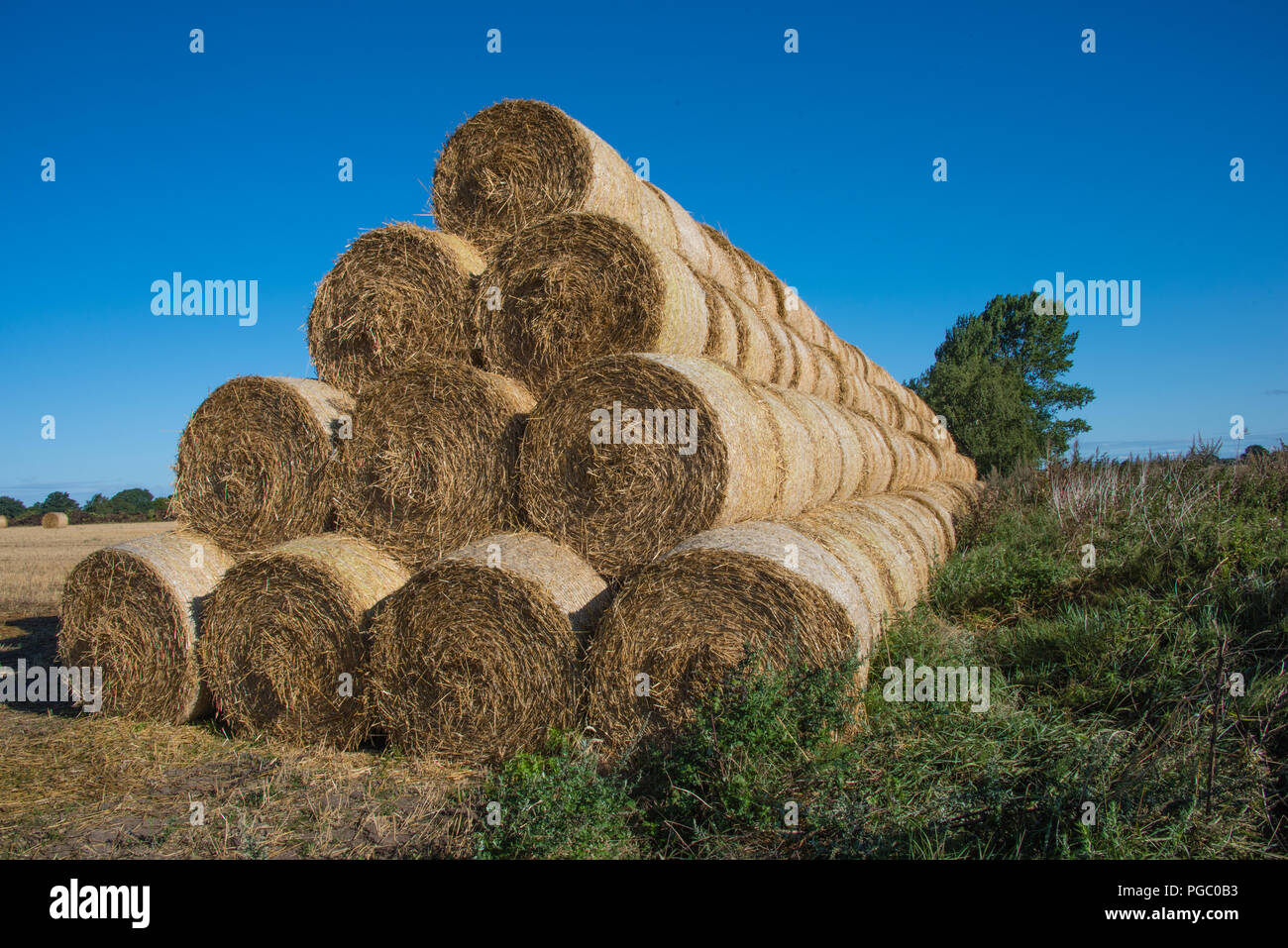 Large Round Hay Bales Stacked In The Field And Ready For Autumn After