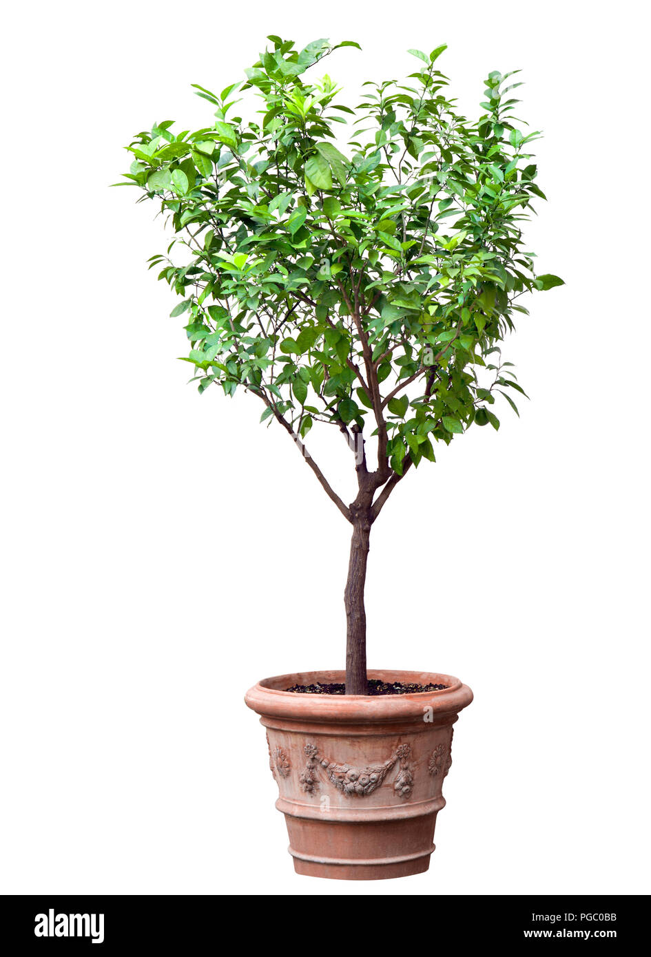 Tree in a pot isolated Stock Photo Alamy