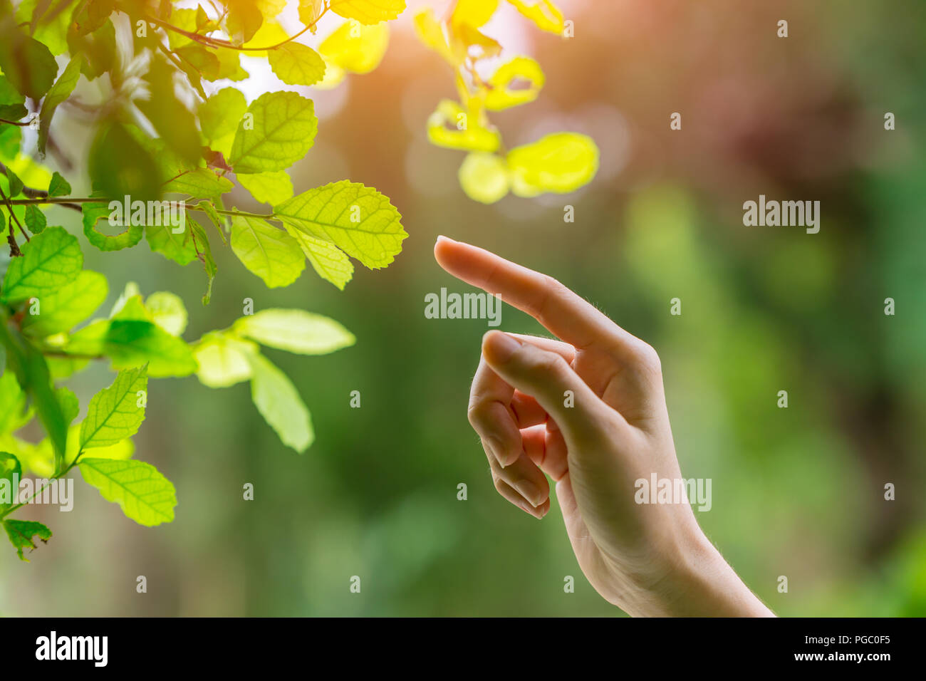 human hand touching pointing finger to nature green leaf nature ecology Stock Photo
