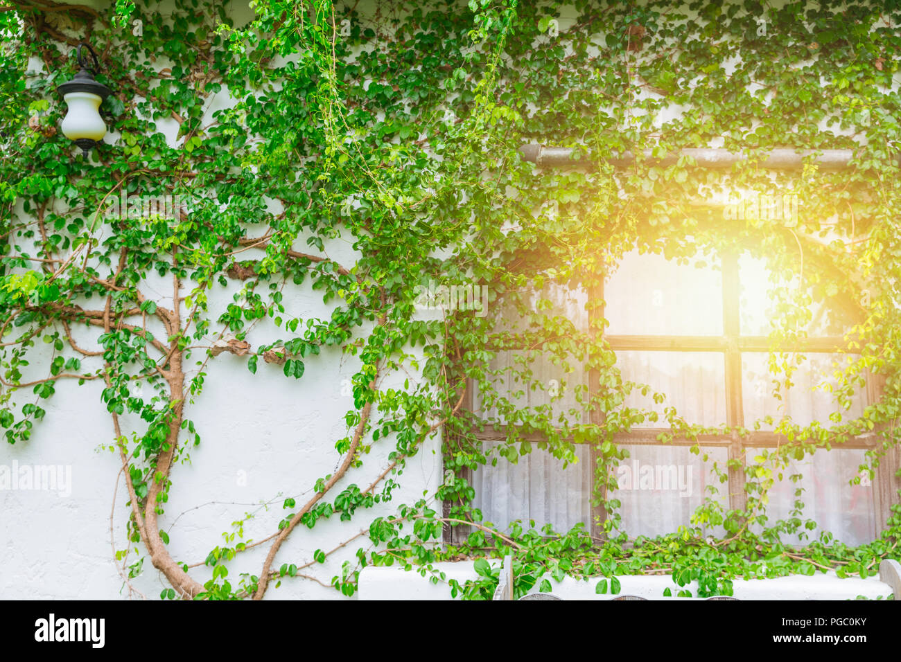 countryside house windows with creeping plant vine green natural Stock Photo