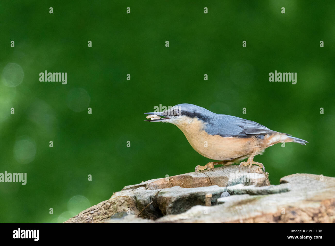 European nuthatch foraging in late summer in mid Wales Stock Photo