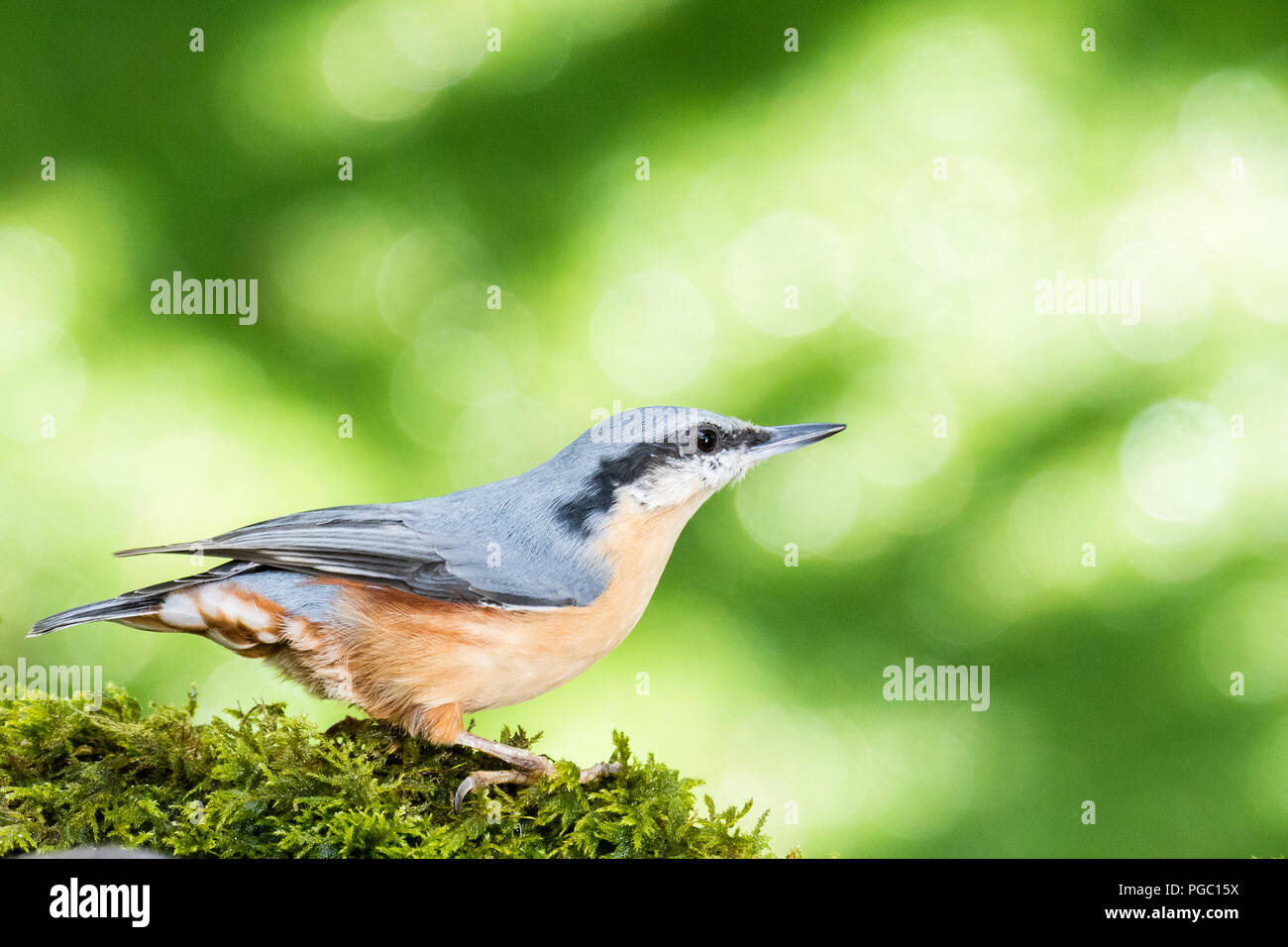 European nuthatch foraging in late summer in mid Wales Stock Photo