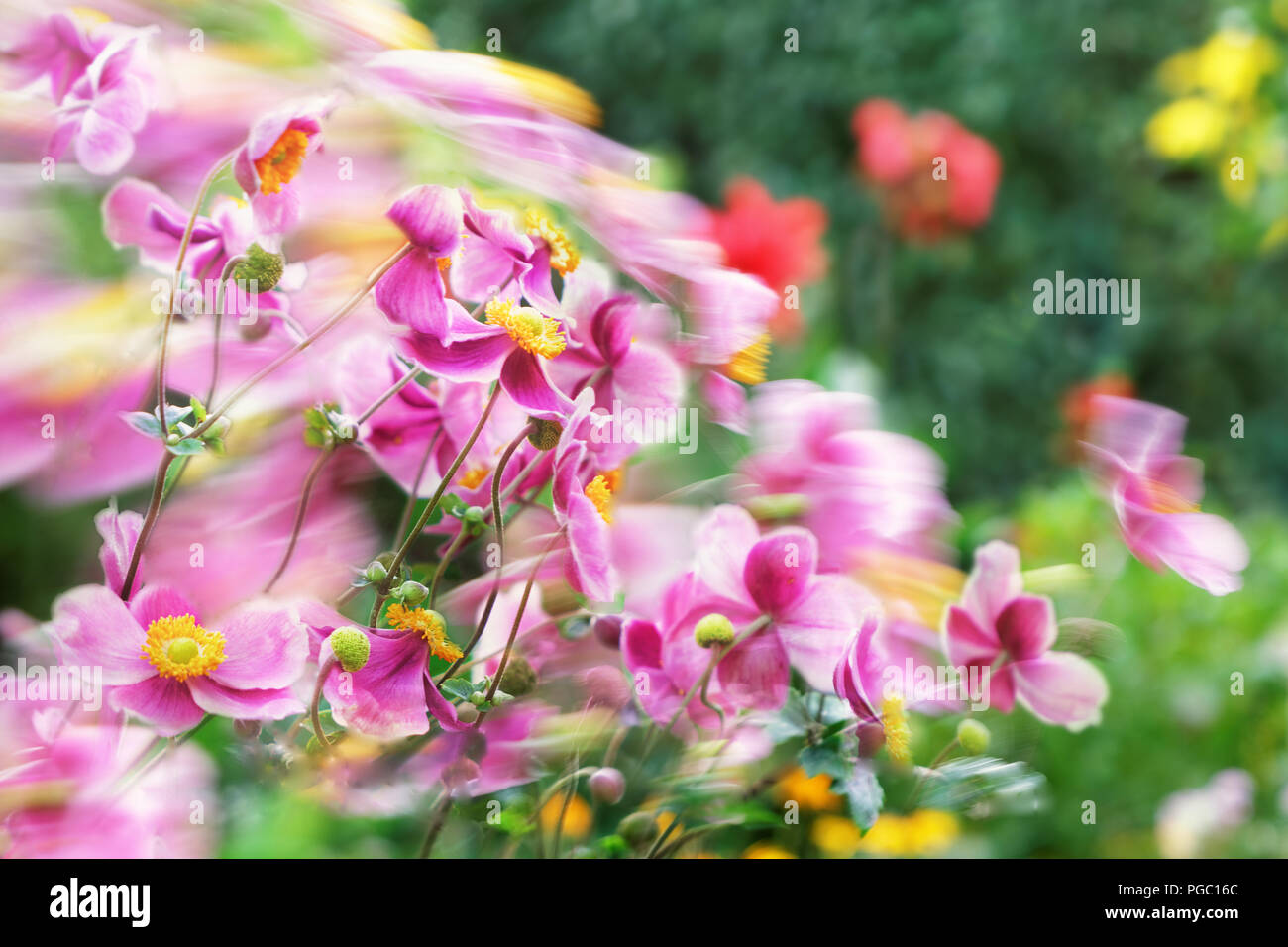Composition of wind-driven and still flowers in pinks, lilacs and yellows Stock Photo