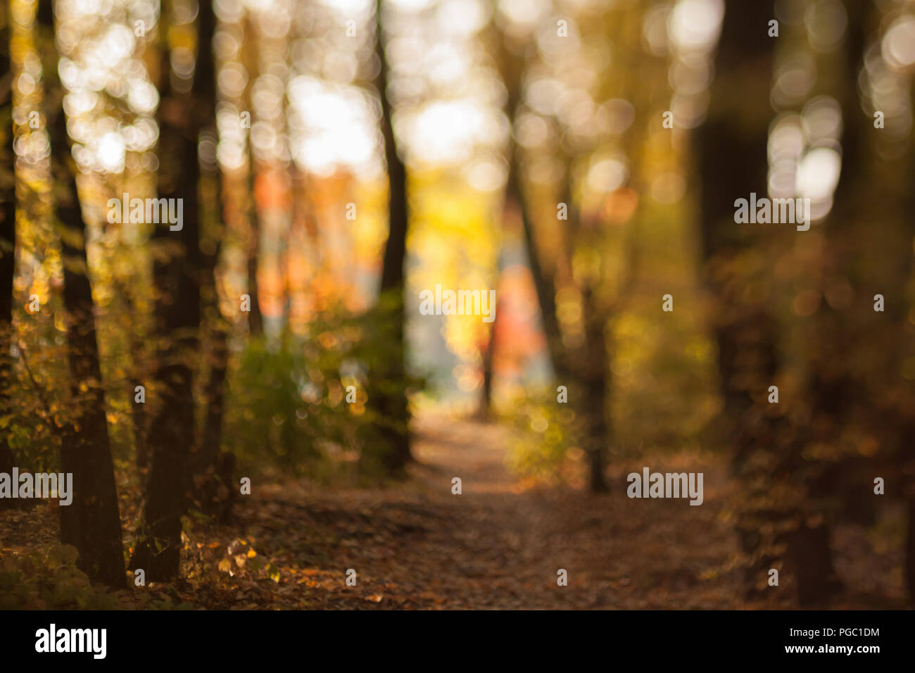 Autumn Forest In Contre Jour Blurry Autumn Background Stock Photo Alamy