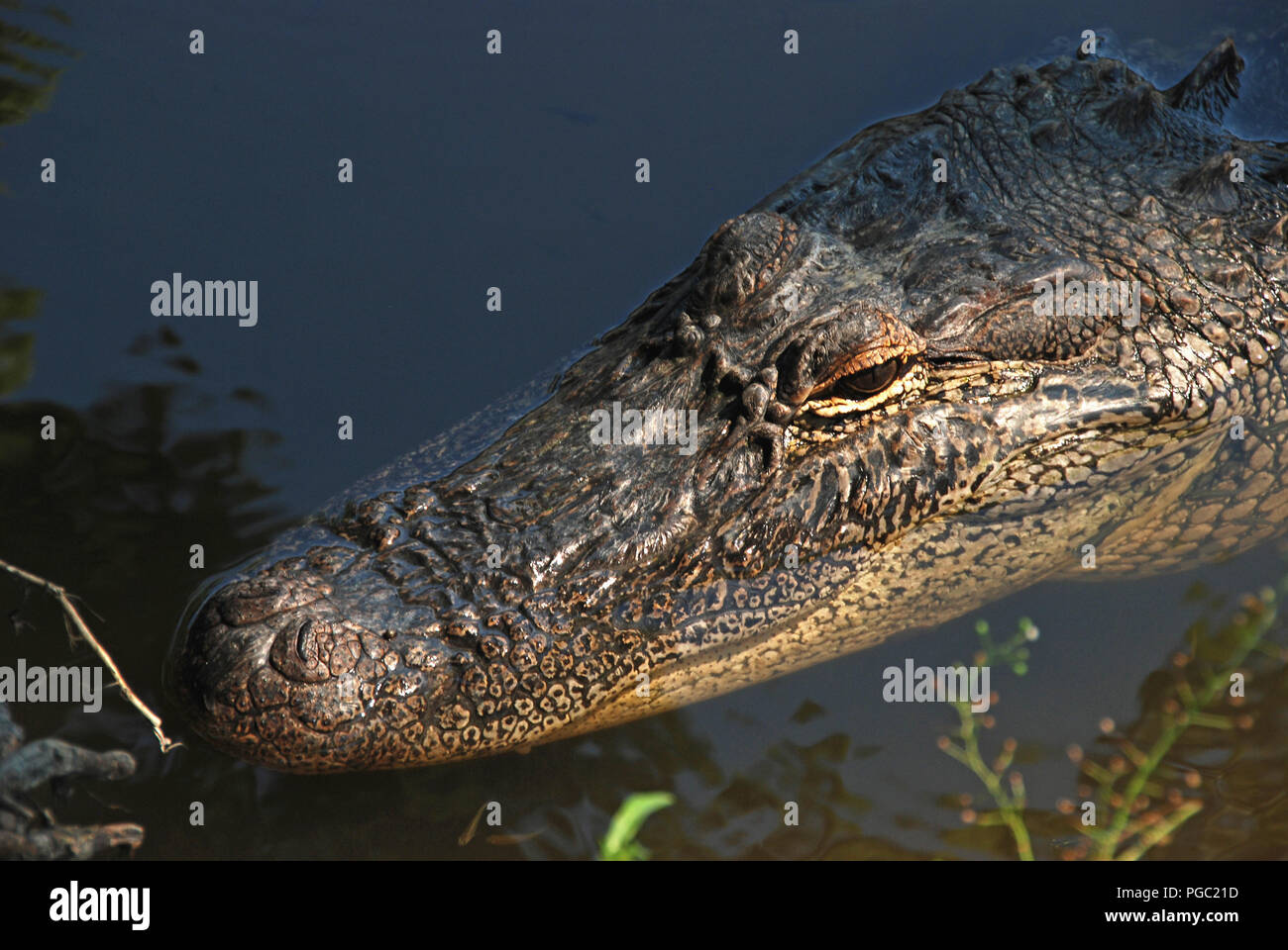 American Alligator in the Bayou of Louisiana Stock Photo Alamy