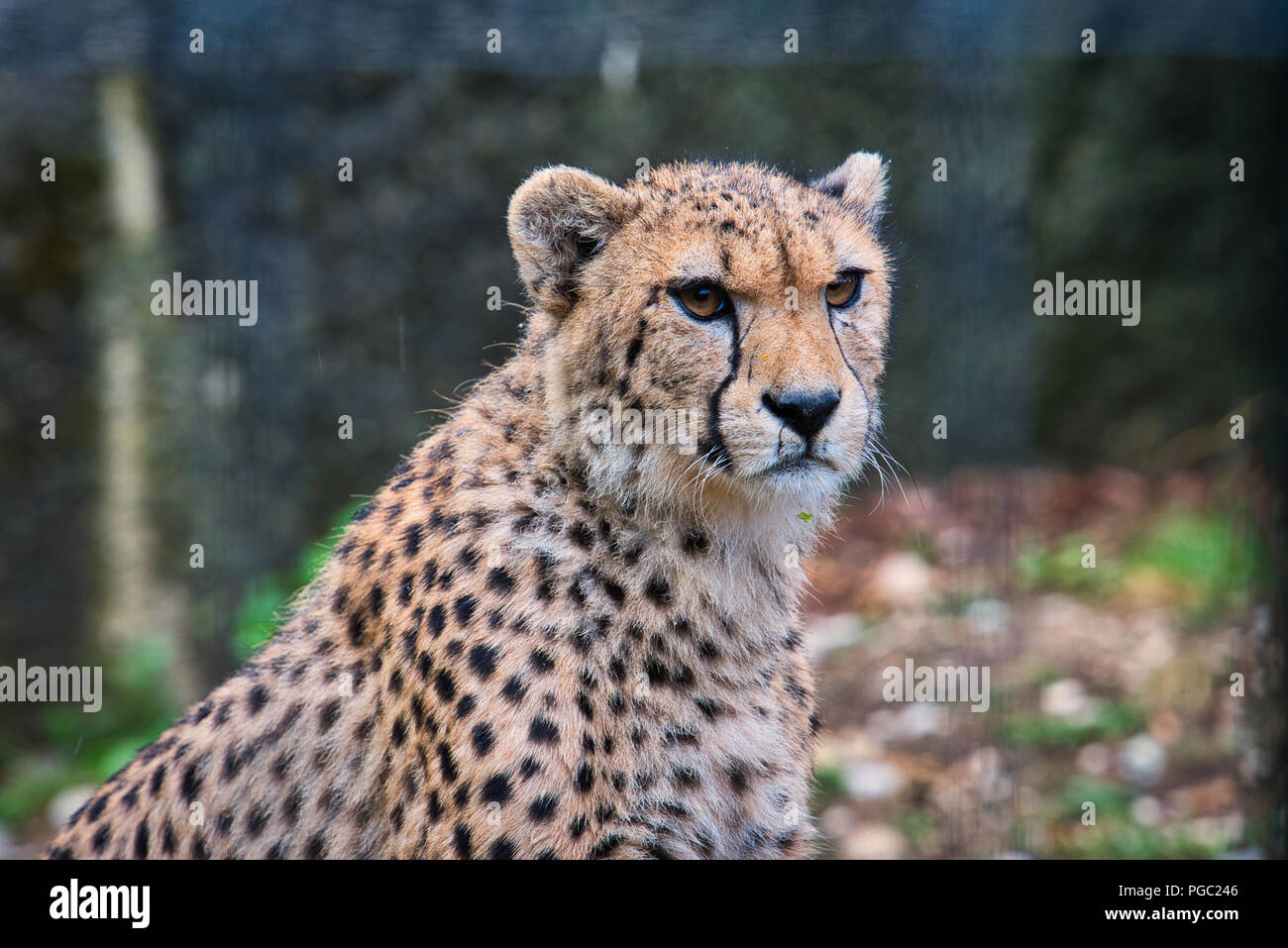 Black leopard wildlife hi-res stock photography and images - Alamy