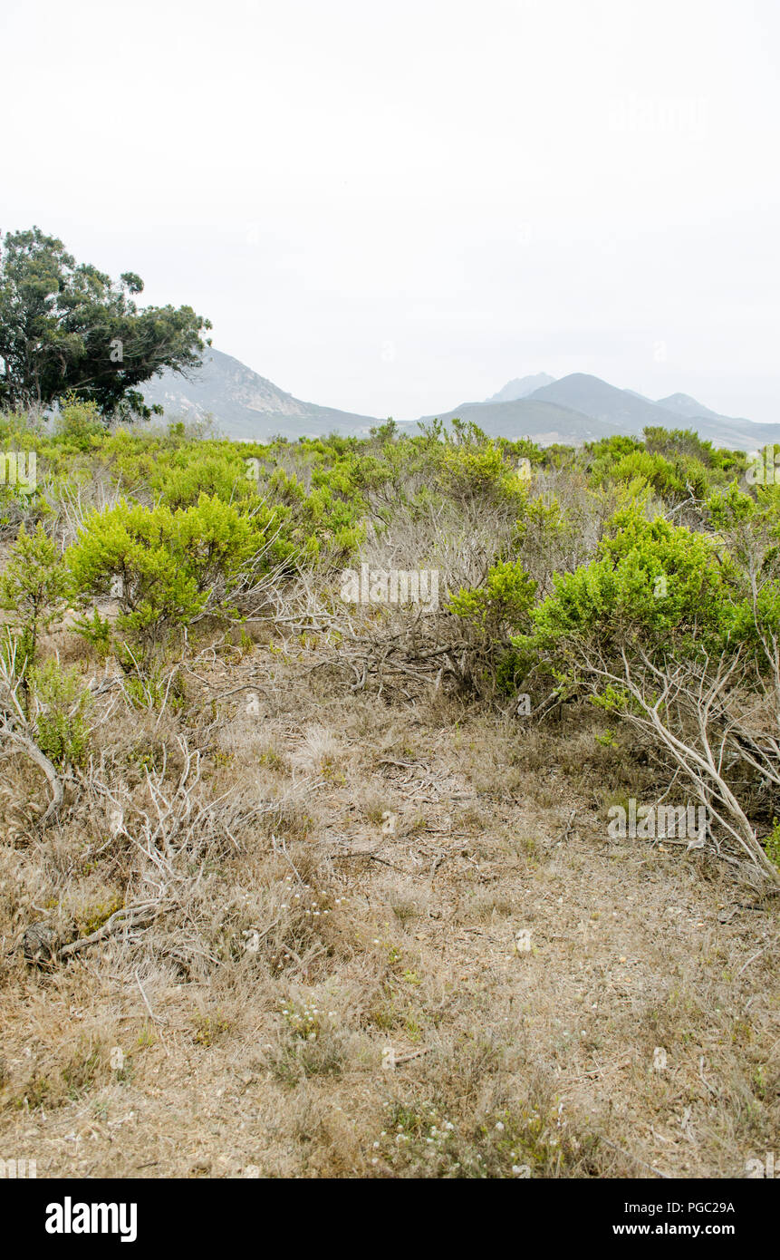 The Elfin Forest along the Marina Peninsula Trail at Morro Bay State