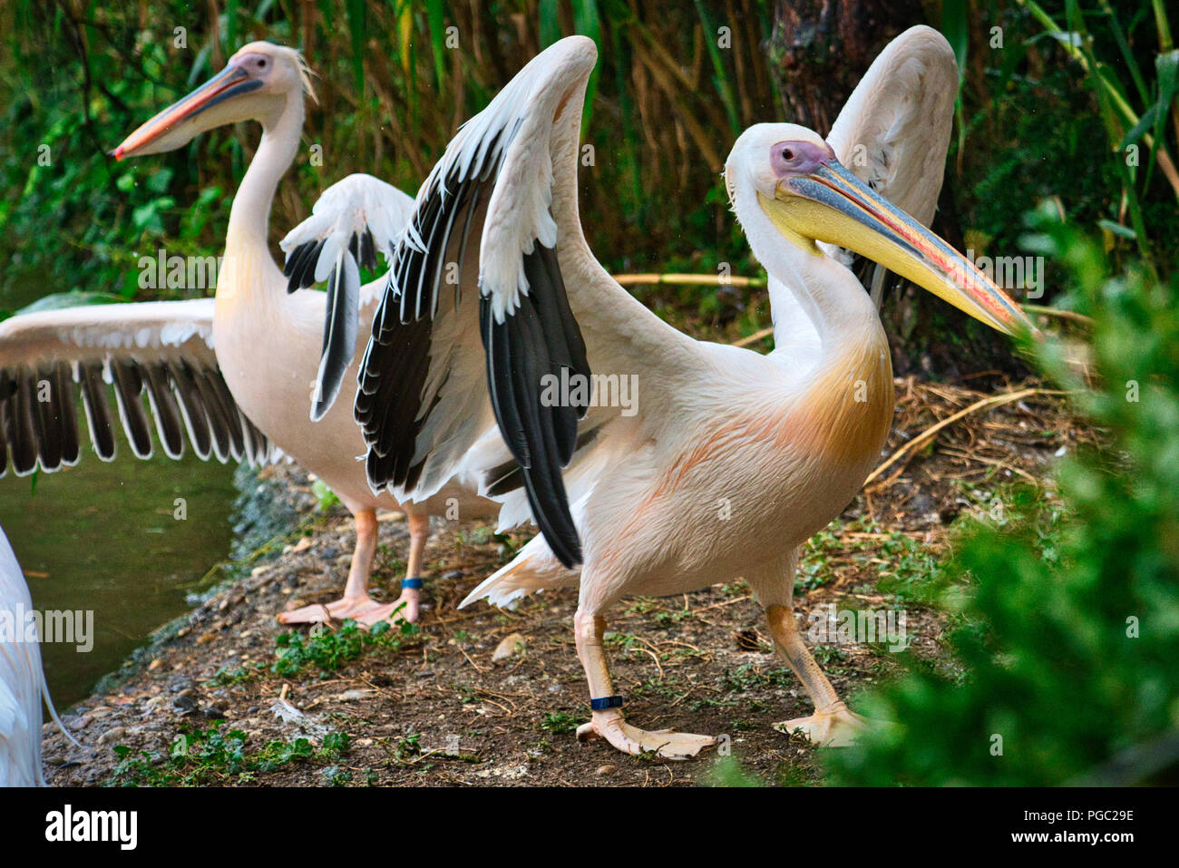 Pelicans Wild Birds Stock Photo - Alamy