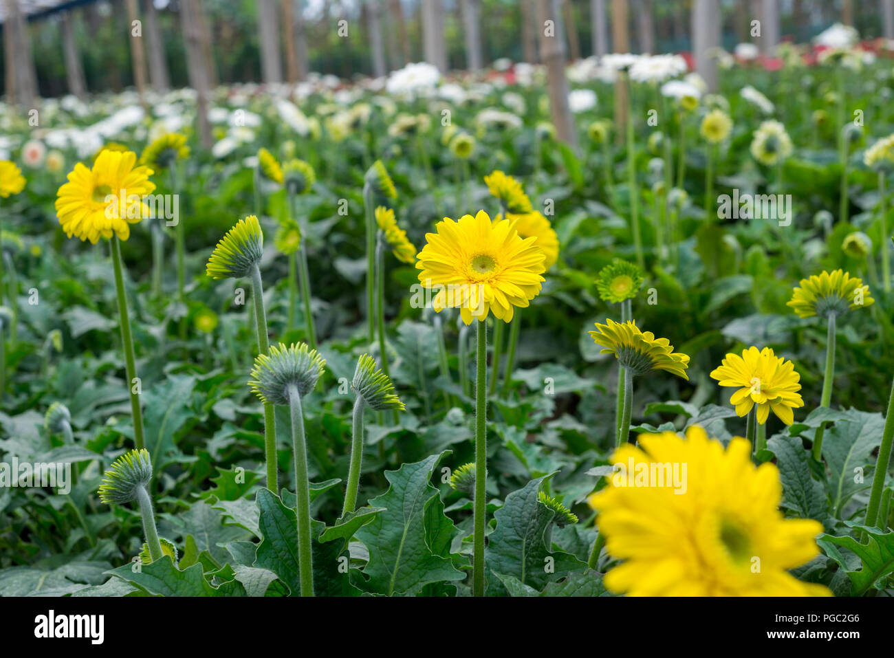 Gadha flower hires stock photography and images Alamy