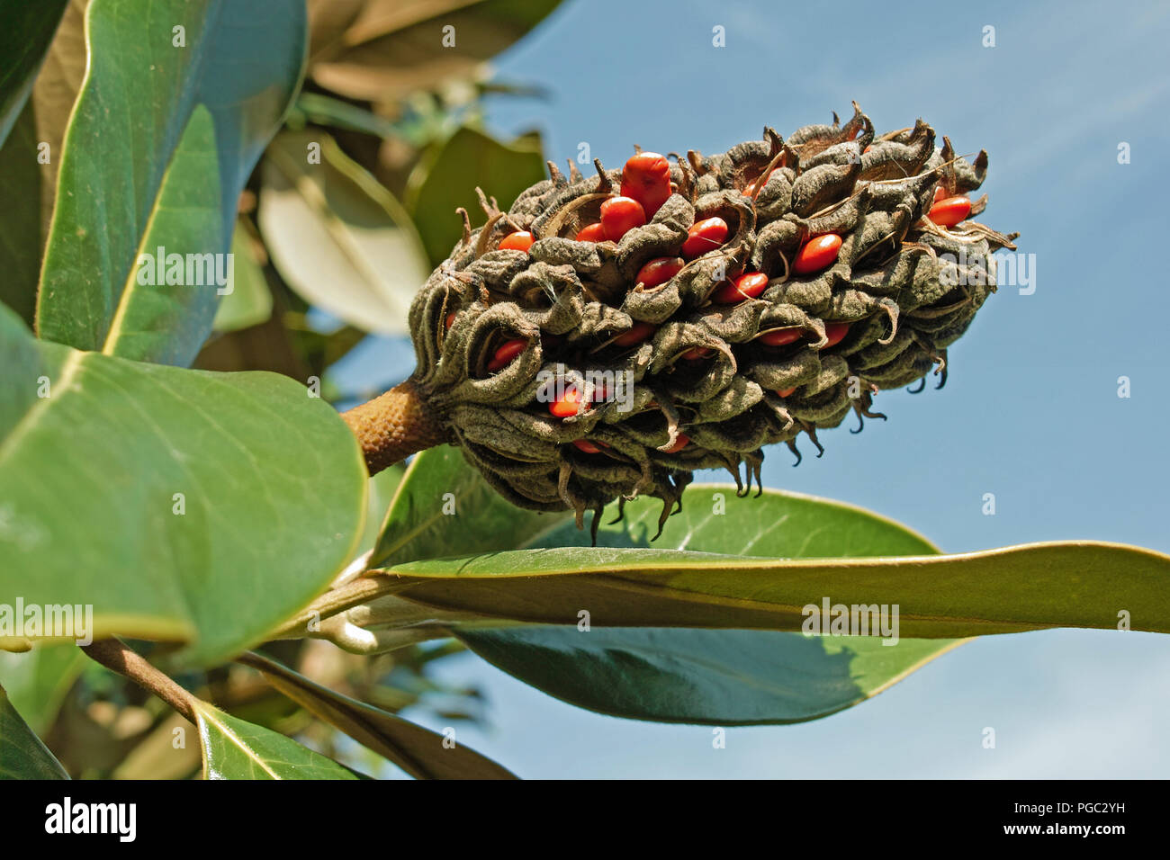 ripe fruit of magnolia grandiflora with its seeds Stock Photo