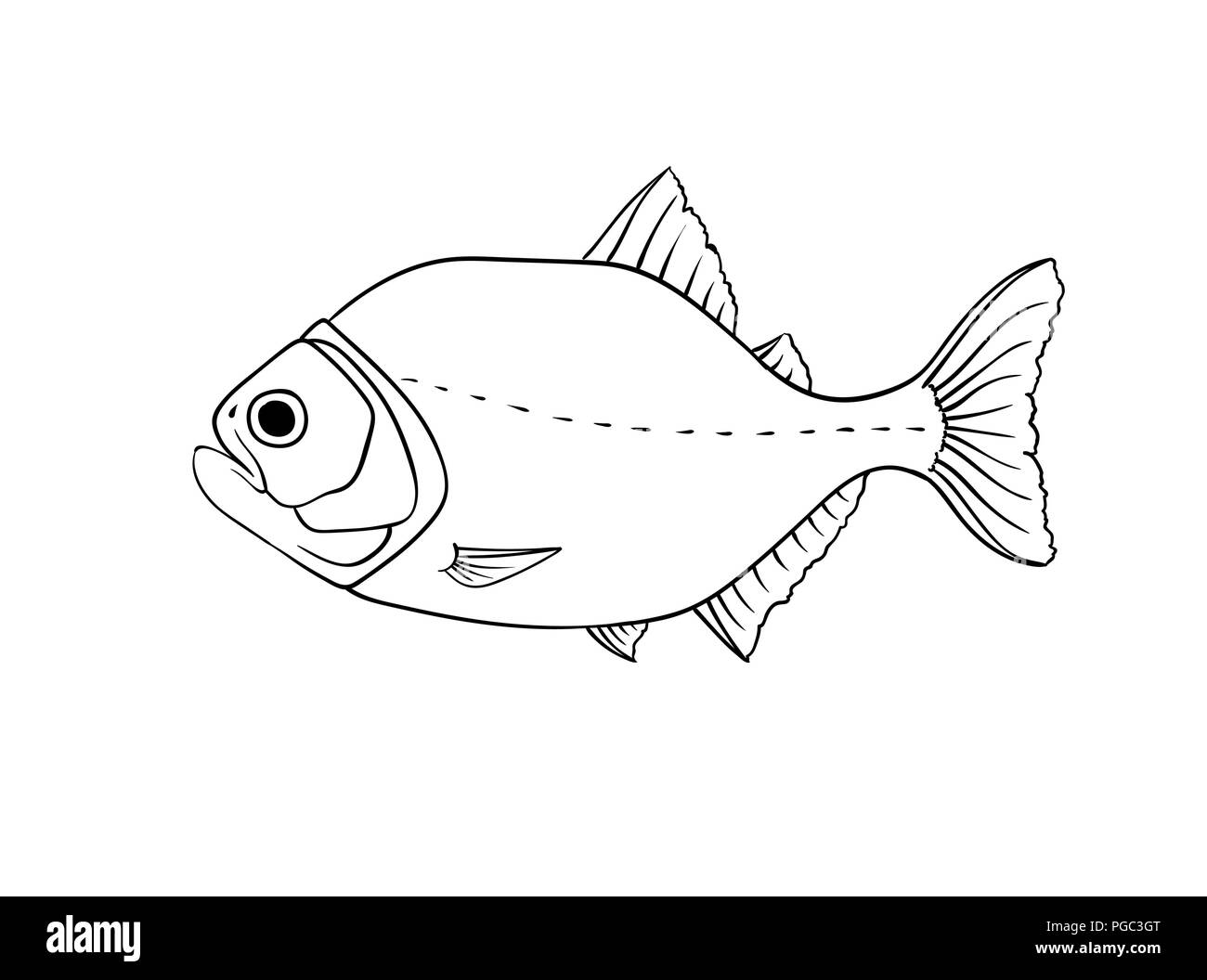 Red Piranha Vector Illustration Dangerous Biting Fish Of Amazon River In South America Isolated On White Stock Vector Image Art Alamy