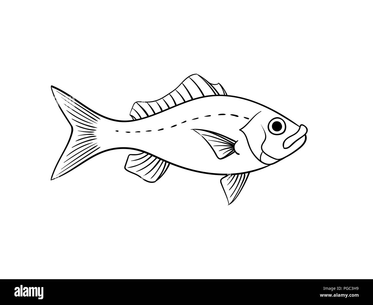 Red snapper fish illustration in vintage naturalistic style vector animal isolated on white Stock Vector