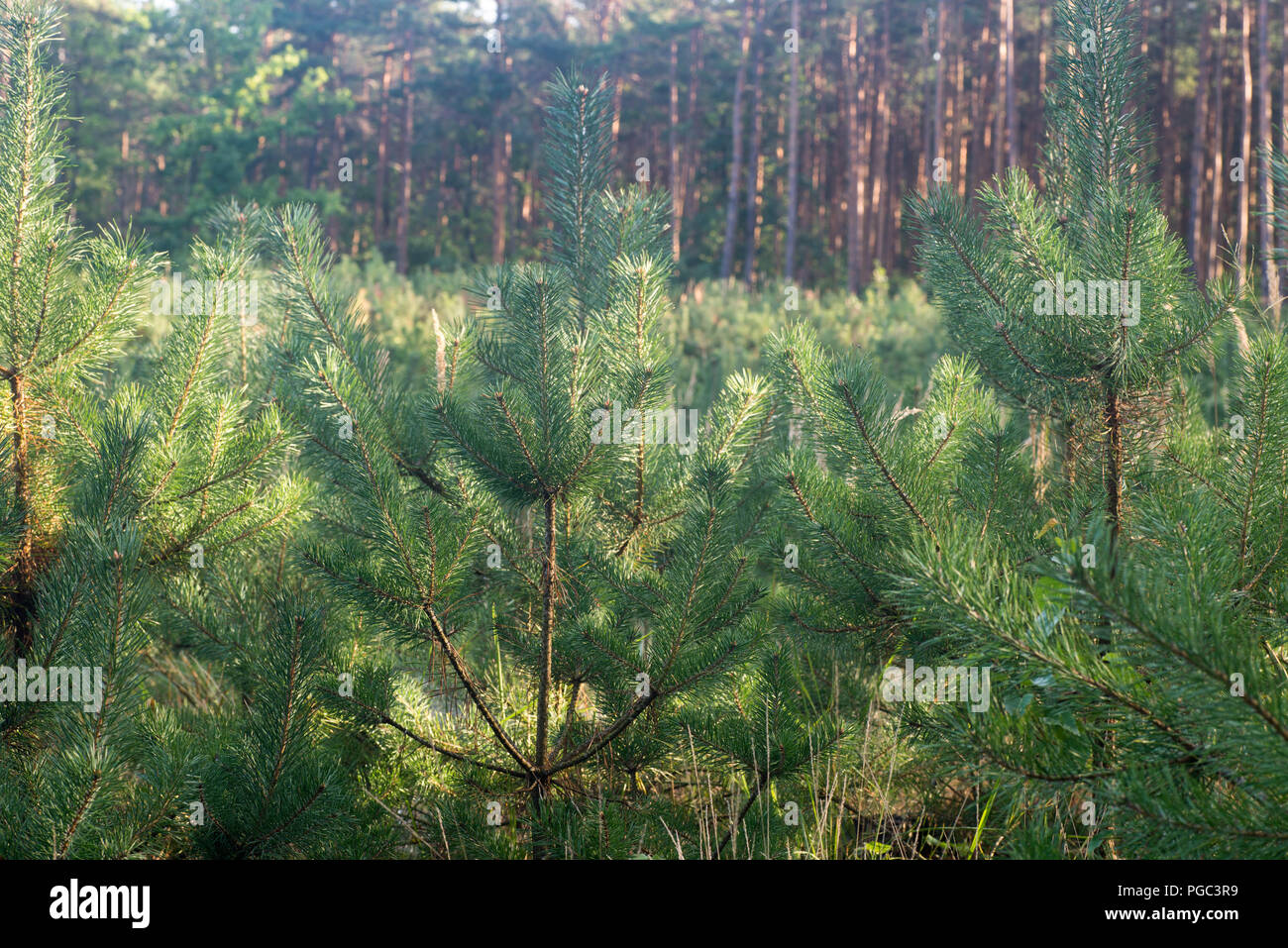 young pine trees in forest plantation on sunny day Stock Photo