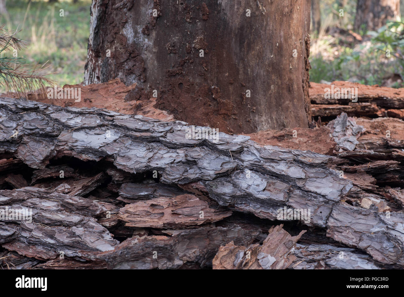 diseased damaged pine tree without bark Stock Photo