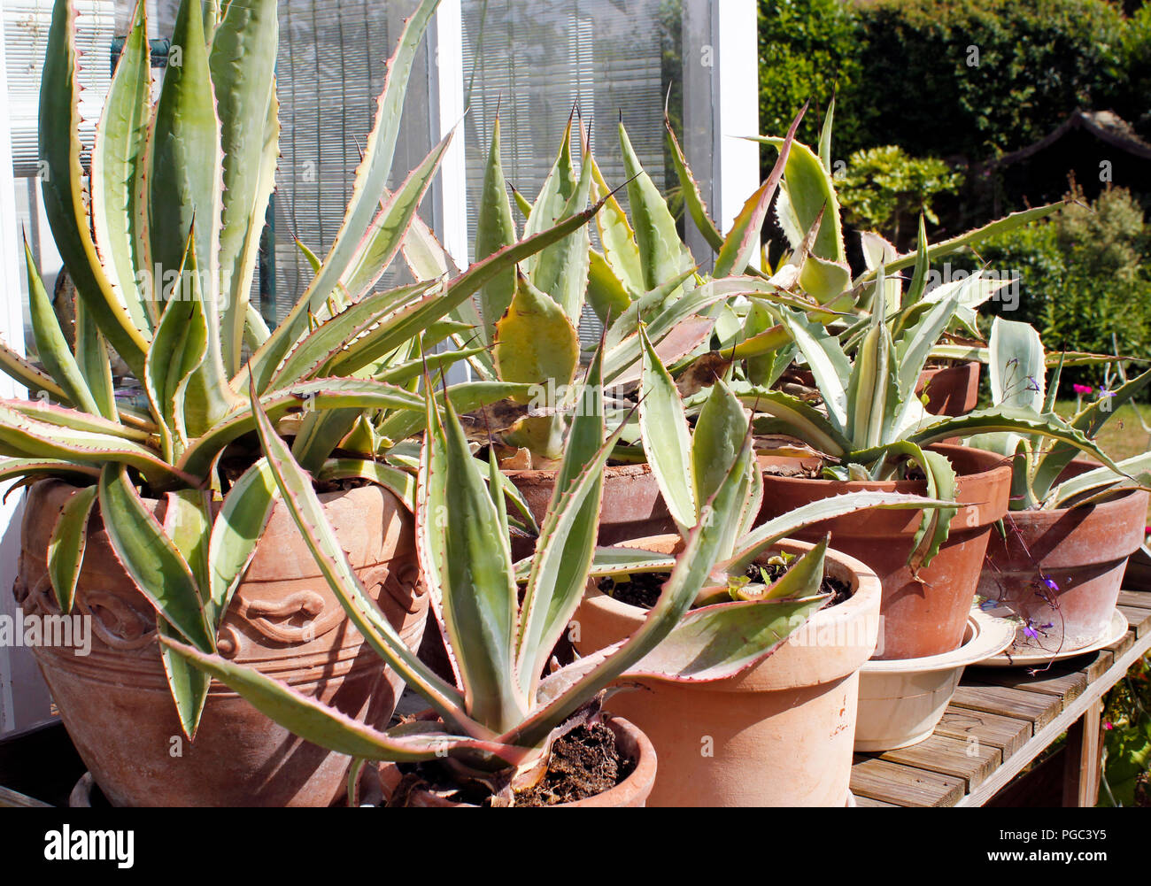 Agave selection of mixed agave plants in pots Stock Photo