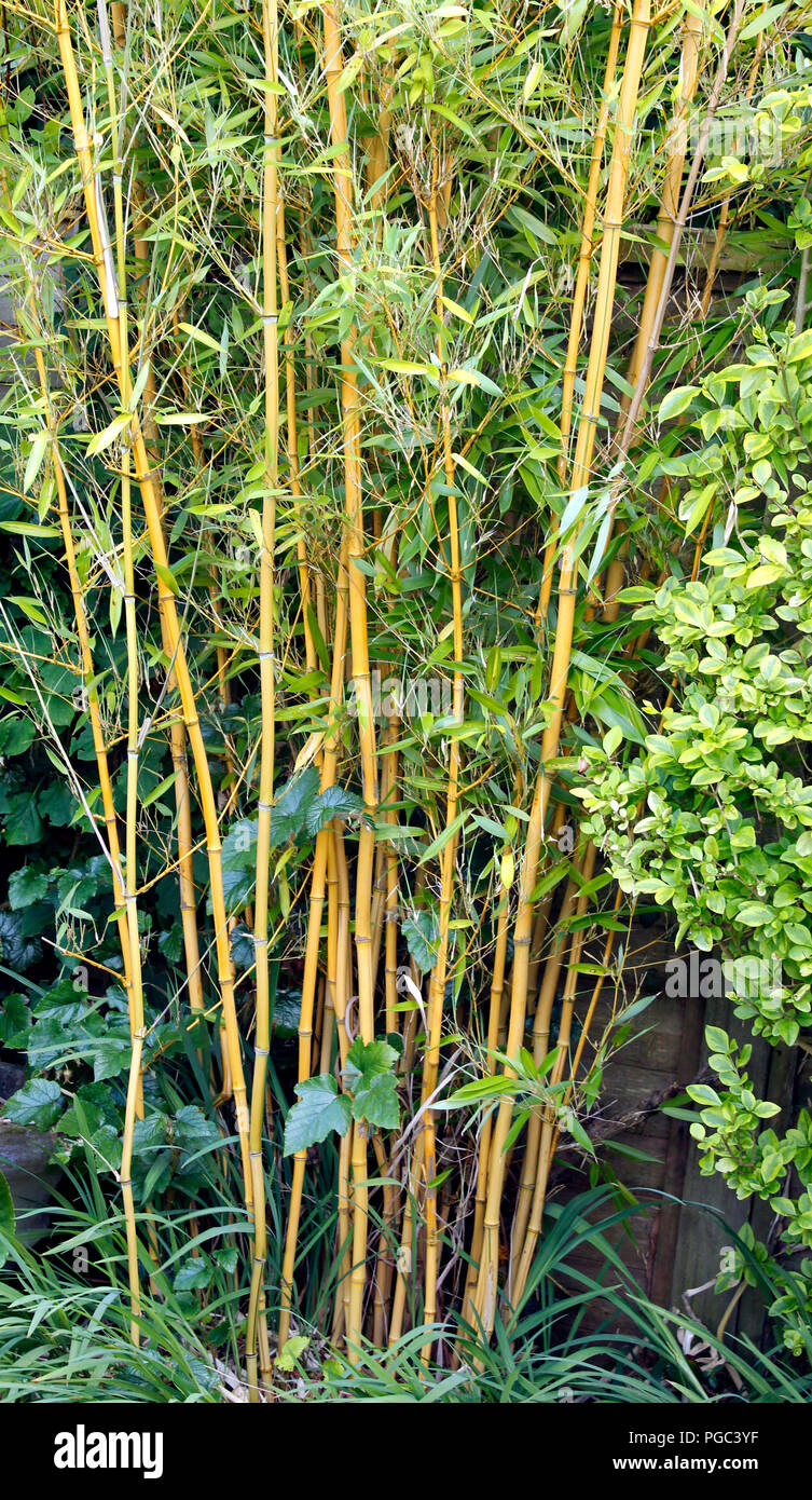 Phyllostachys 'Golden Crookstem Bamboo' clump in English garden Stock Photo