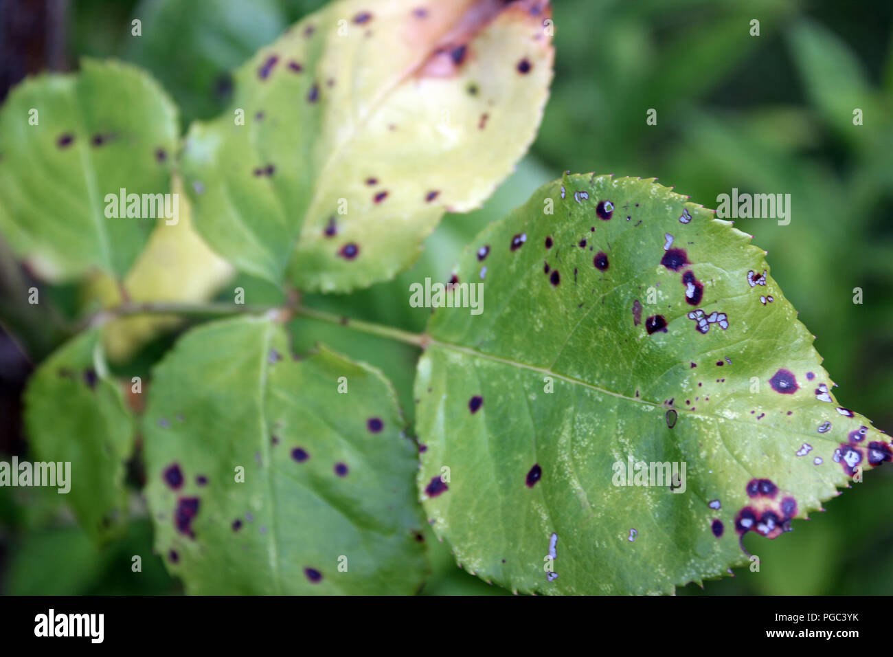 Black Spot Diplocarpon rosae on rose leaves Stock Photo
