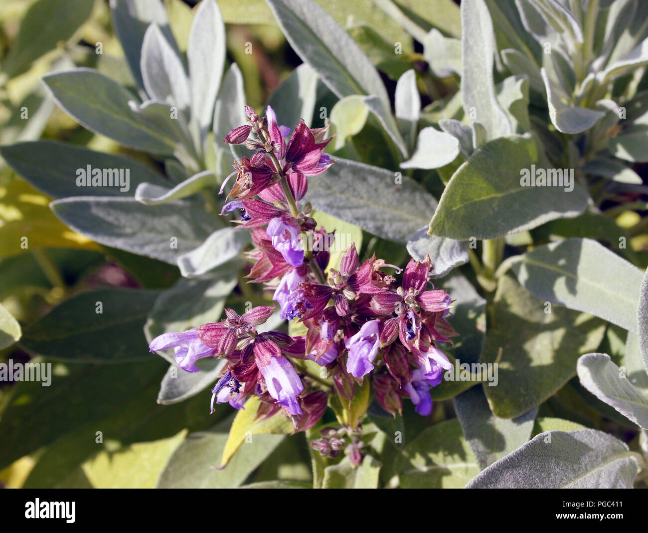 Sage - Salvia officinalis purple flowers against silver grey leaves Stock Photo