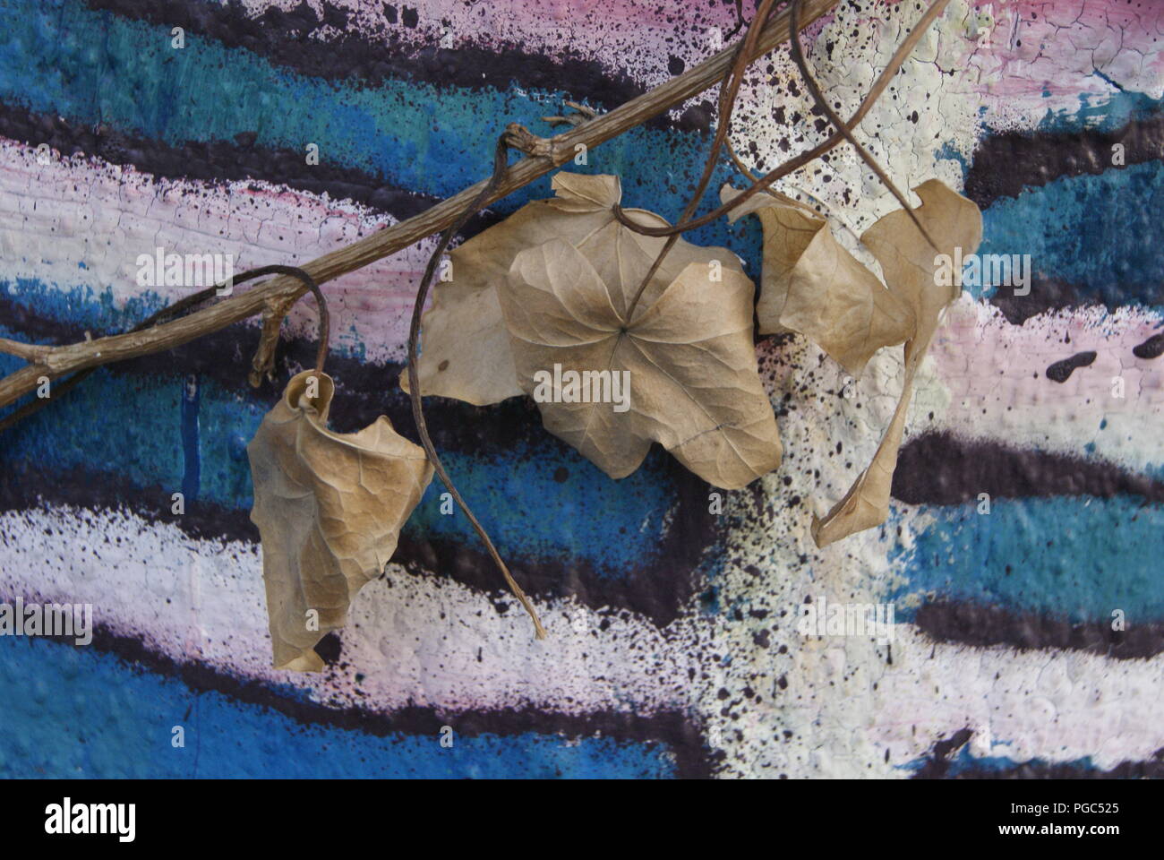 feuilles Stock Photo