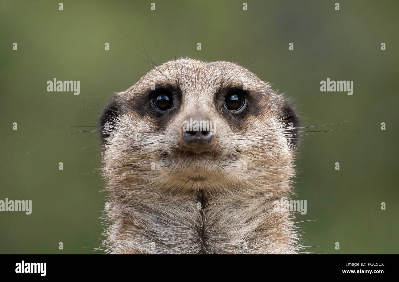 Portrait of a captive Meerkat (Latin name: Suricata suricatta) photographed at Whipsnade Zoo, Bedfordshire, England Stock Photo