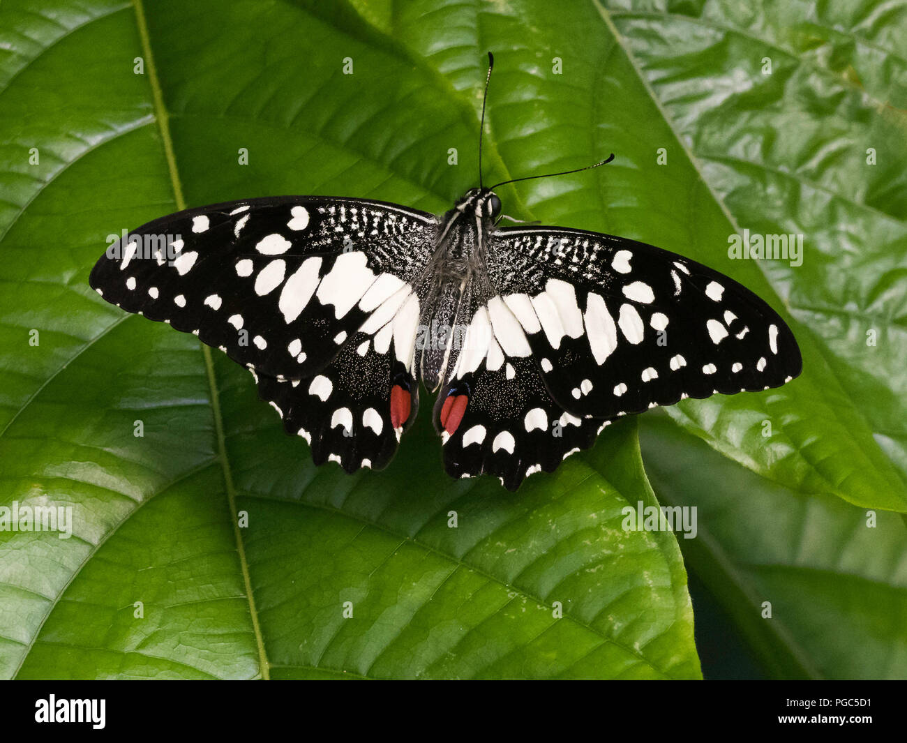 A Lime butterfly, Papilio Demoleus malayanus on a leaf in the butterfly house at Whipsnade Zoo, England Stock Photo