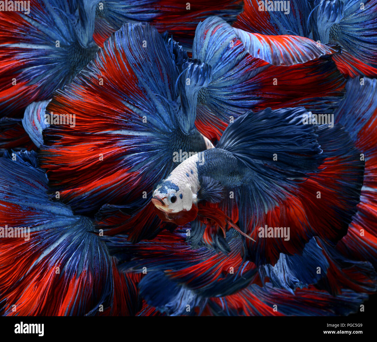 Mixed colorful fancy betta saimese fighting fish motion and colour in black background. Stock Photo