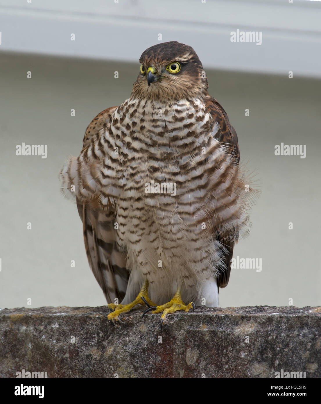 Wild Female Eurasian Sparrowhawk Accipter Nisus Stood On Wall wild-female-eurasian-sparrowhawk-accipter-nisus-stood-on-wall