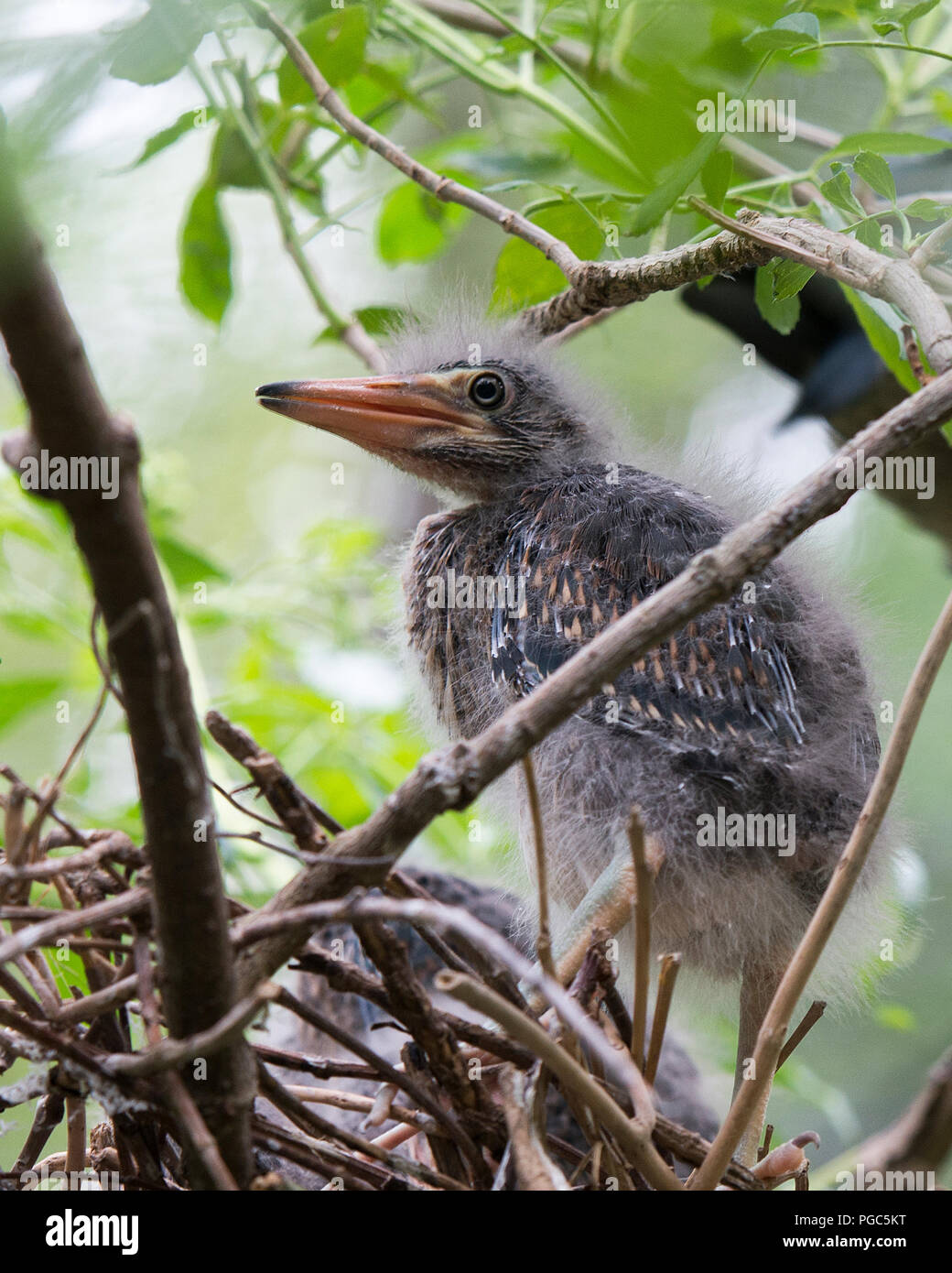 Baby Heron High Resolution Stock Photography And Images Alamy