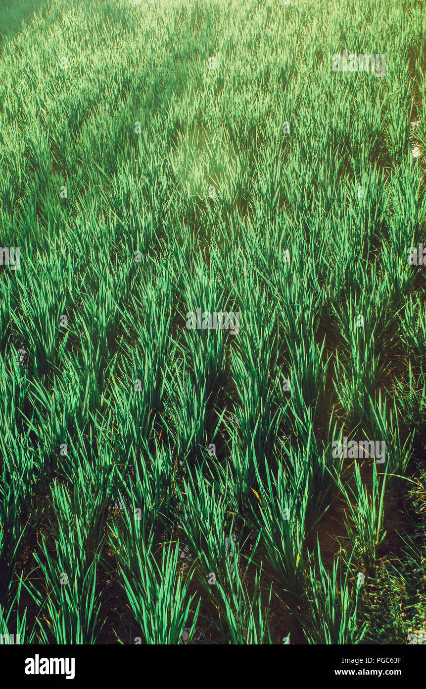 Green Rice Field Bathing In The Morning Sun; Rice Pattern/texture/background Stock Photo