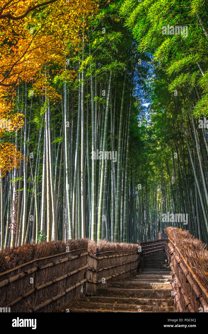Bamboo grove arashiyama hires stock photography and images Alamy