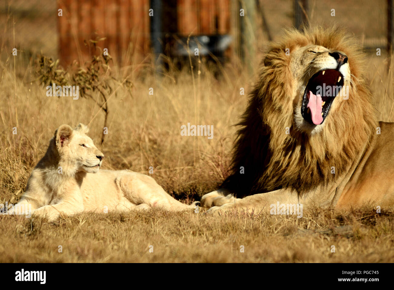 Loin in the African bush South Africa Stock Photo Alamy
