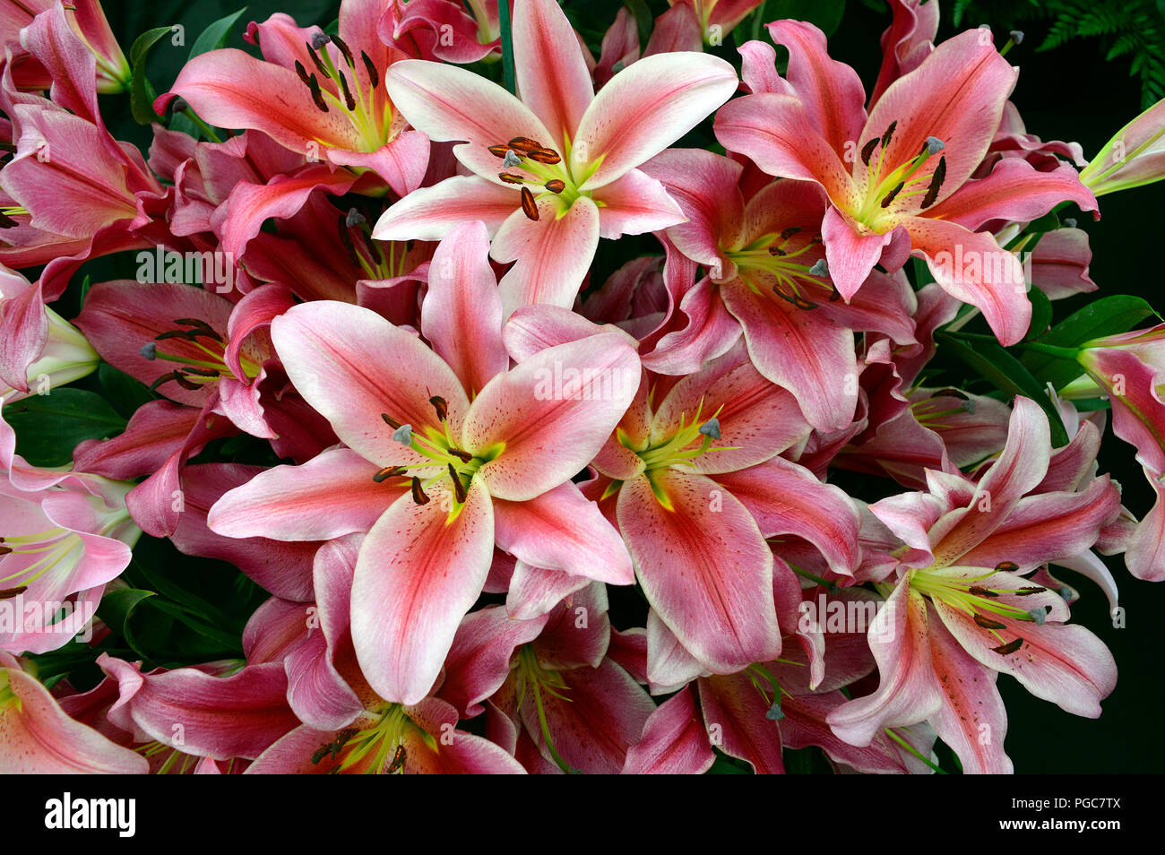 Parts of a lily hi-res stock photography and images - Alamy