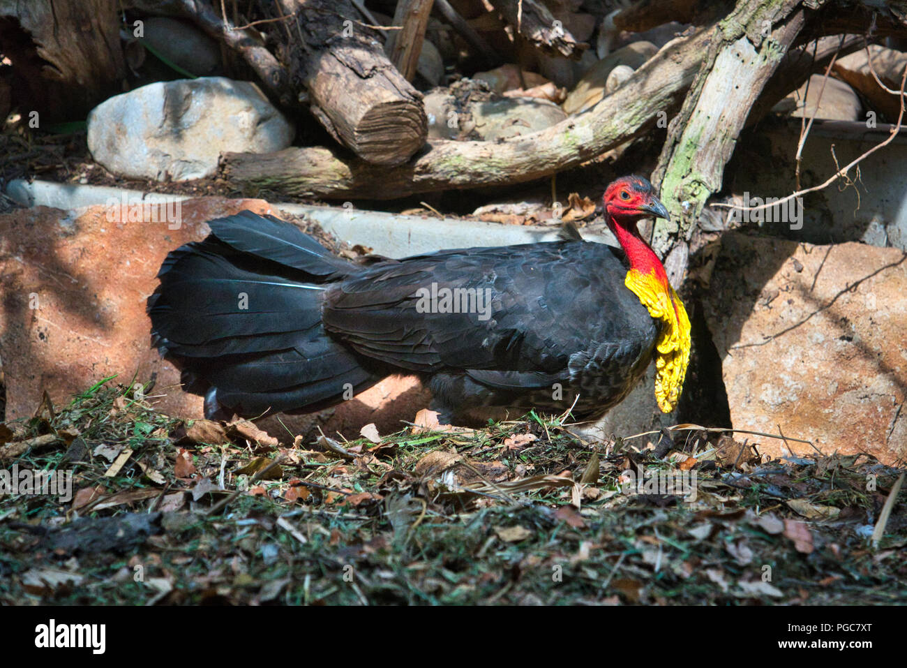 Brush Turkey Stock Photo Alamy