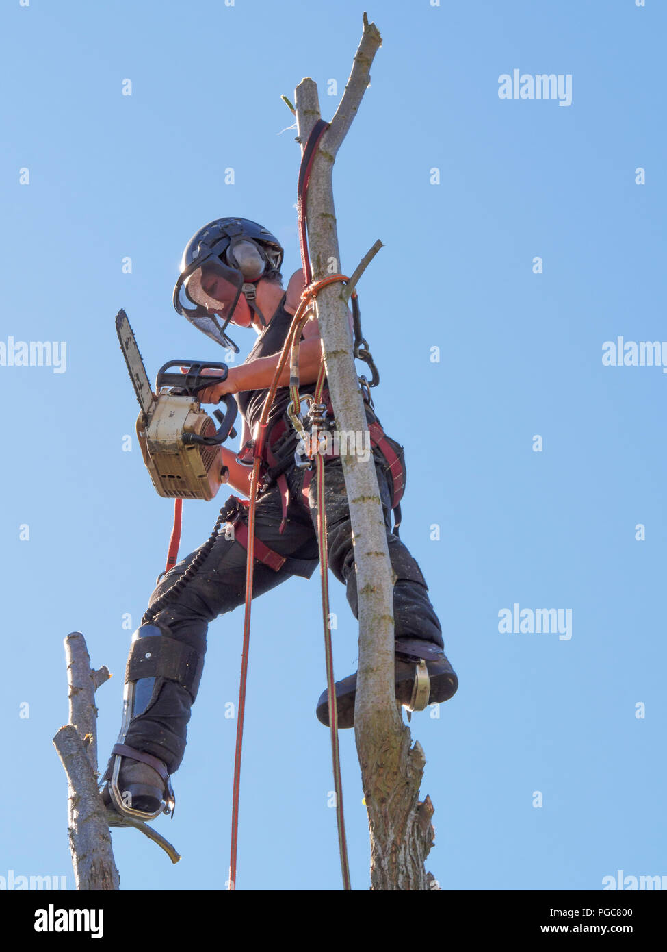 Female Arborist balances at the top of a tree ready to cut the branches