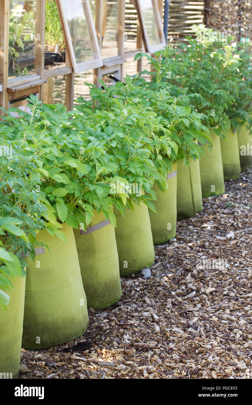 Solanum Tuberosum Growing In Sacks At RHS Wisley Allotment Gardens solanum-tuberosum-growing-in-sacks-at-rhs-wisley-allotment-gardens