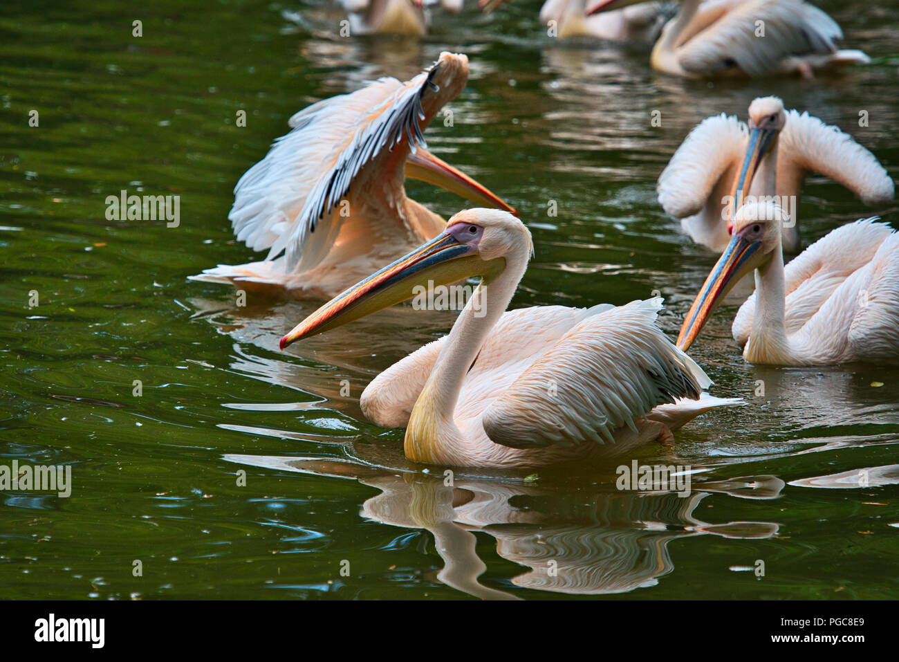 Pelicans Wild Birds Stock Photo - Alamy