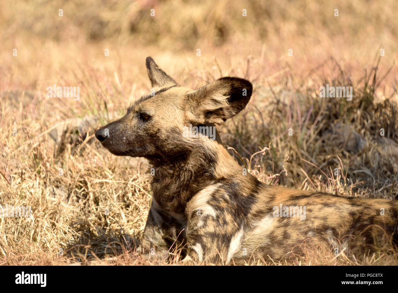 Wild dog in the Africa bush Stock Photo