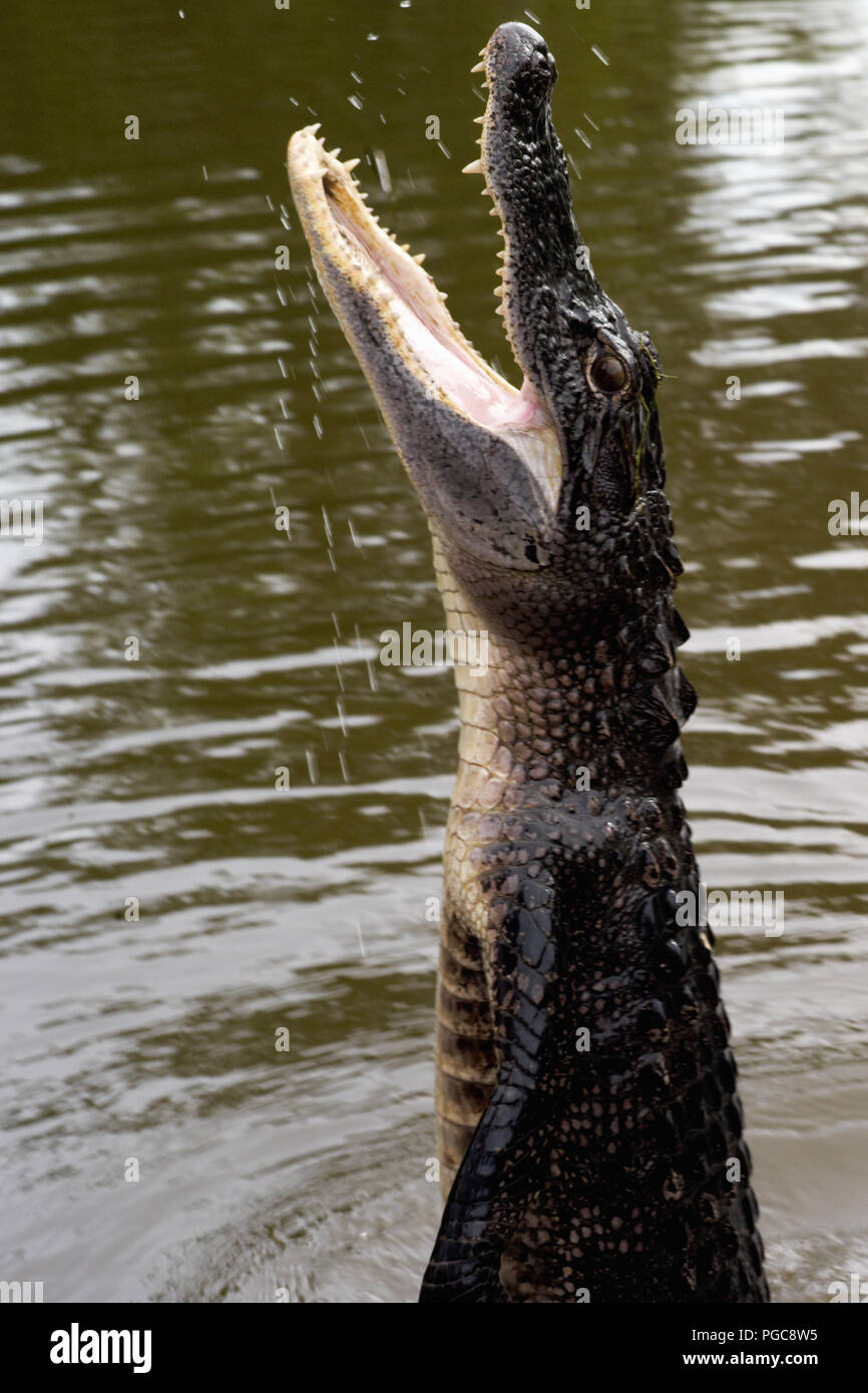 Alligator Jumps Out of the Water in a Bayou Swamp in Louisiana Stock Photo