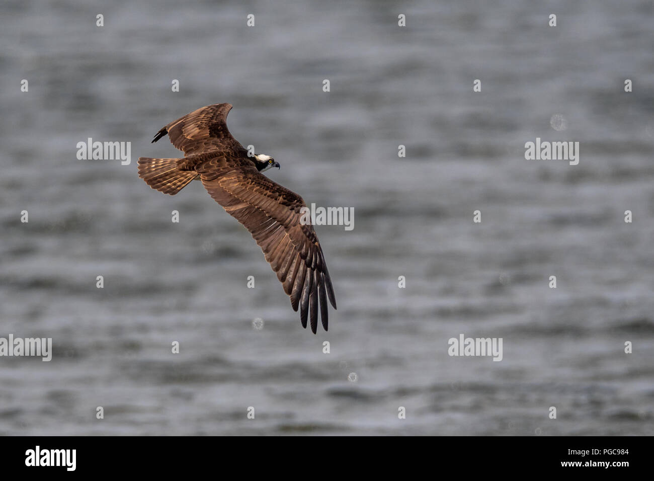 Osprey (Pandion haliaetus) in flight over water. Stock Photo