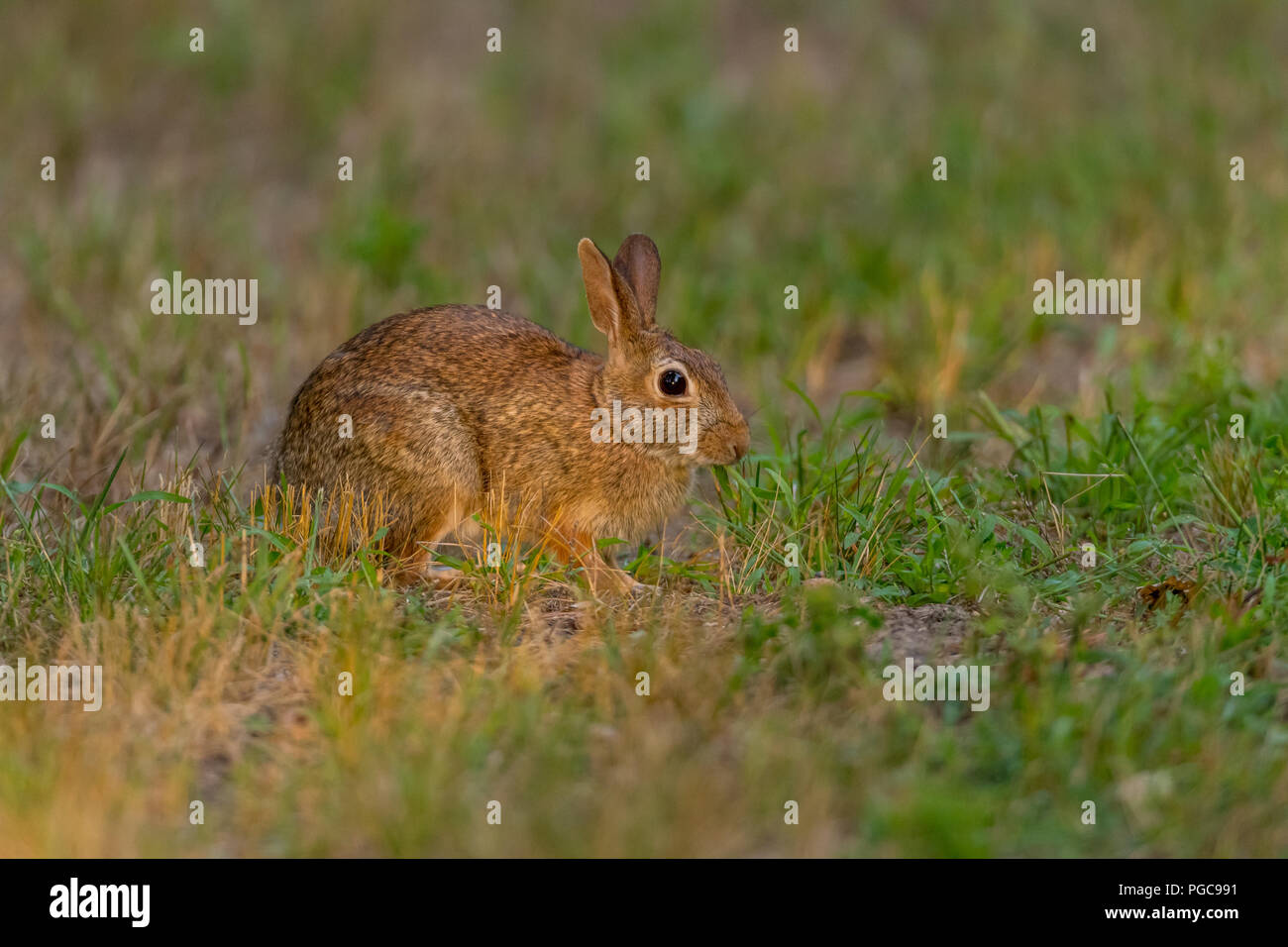 Eastern Cottontail Rabbit (Sylvilagus floridanus) on alert. Stock Photo