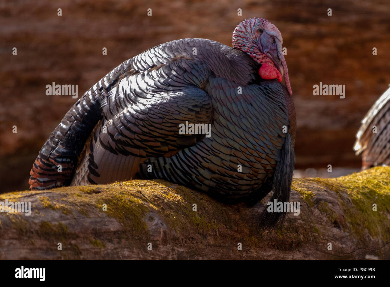 A wild turkey (Meleagris gallopavo) sits on a log in a forest. Stock Photo