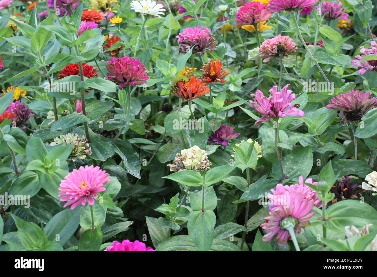 Beautiful blossoming flowers in late summer on a hot and sunny day