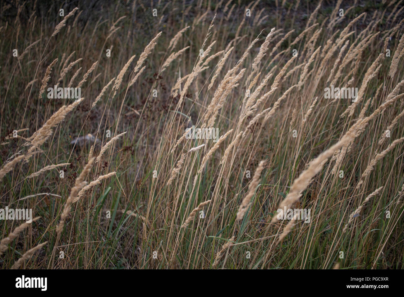 Flowers, tulips, forest, hay, river, lake, almondtree Stock Photo Alamy