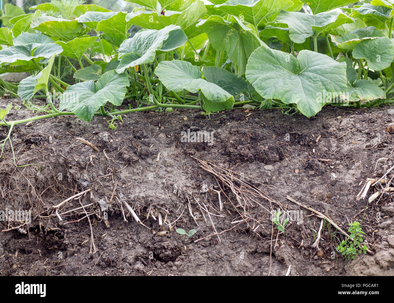 Compost soil with pumpkin plants Stock Photo Alamy