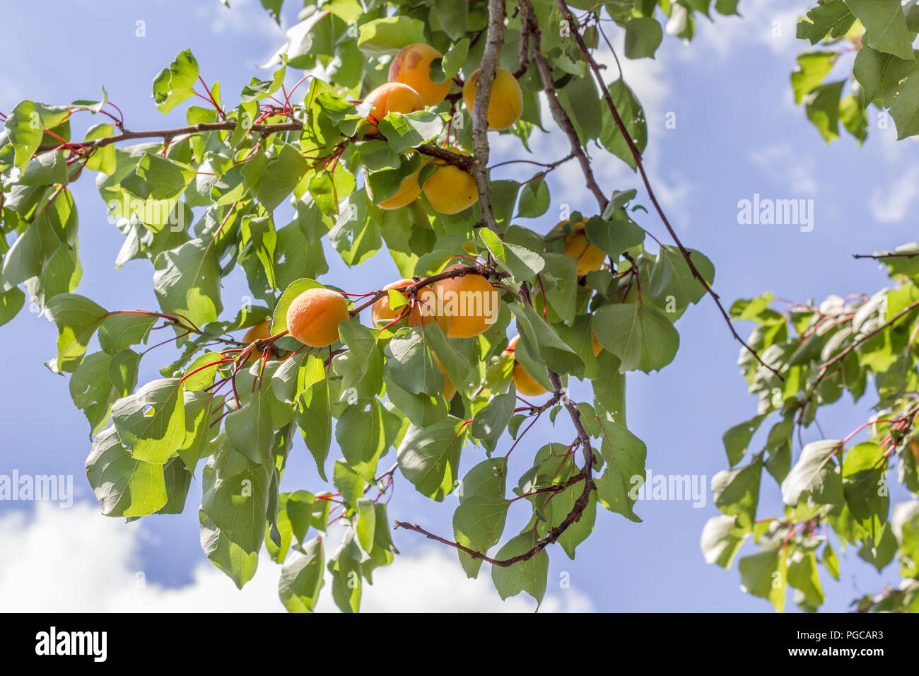 Branch with ripe apricots Stock Photo